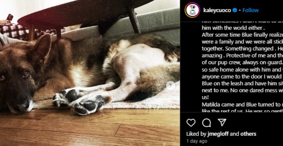 Blue was a natural protector. - Instagram