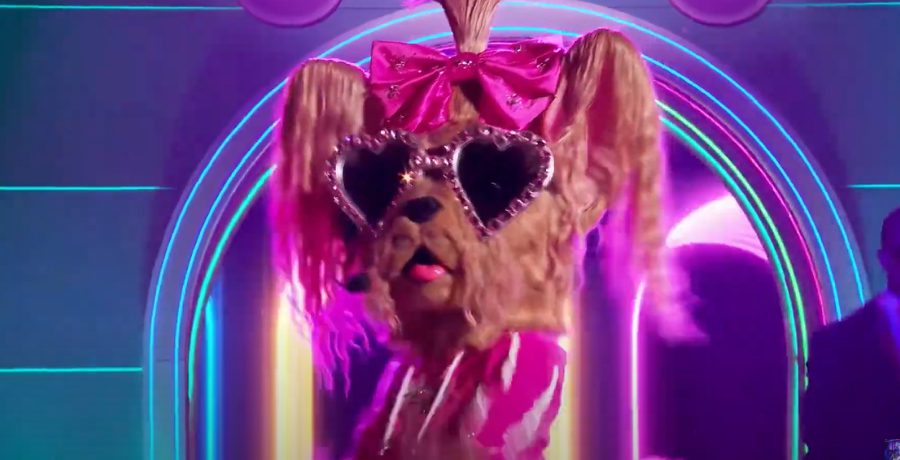 Yorkie on 'The Masked Singer' - YouTube